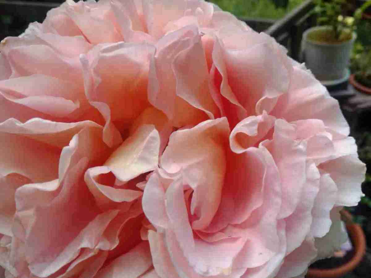 Mangiare i fiori, l’usanza antichissima che&nbsp;ritorna