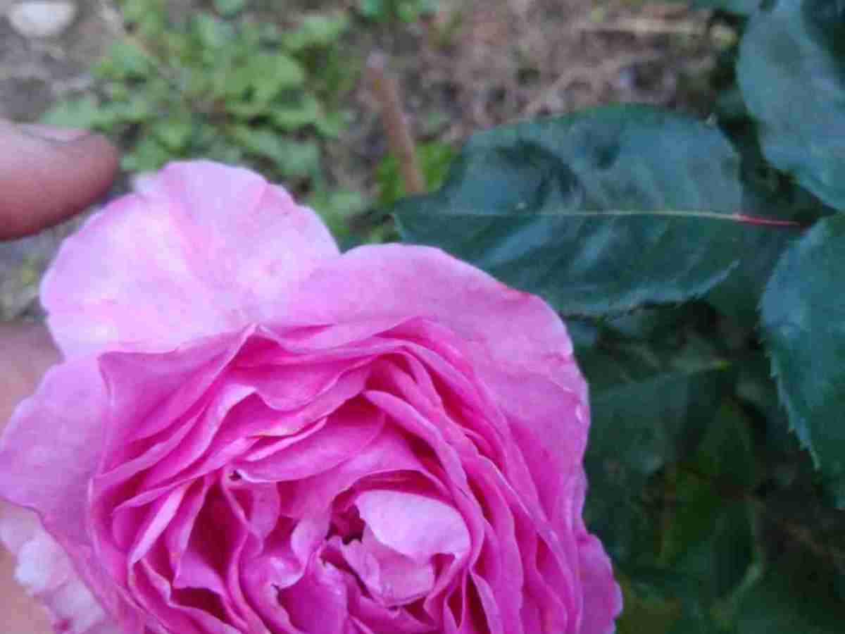 Parliamo di Sua Maestà, la&nbsp;Rosa