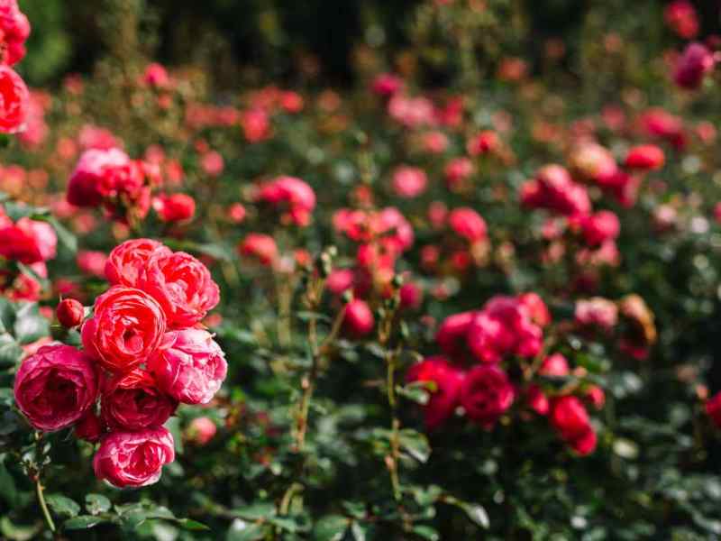 I benefici della rosa alimentare: un petalo di&nbsp;benessere